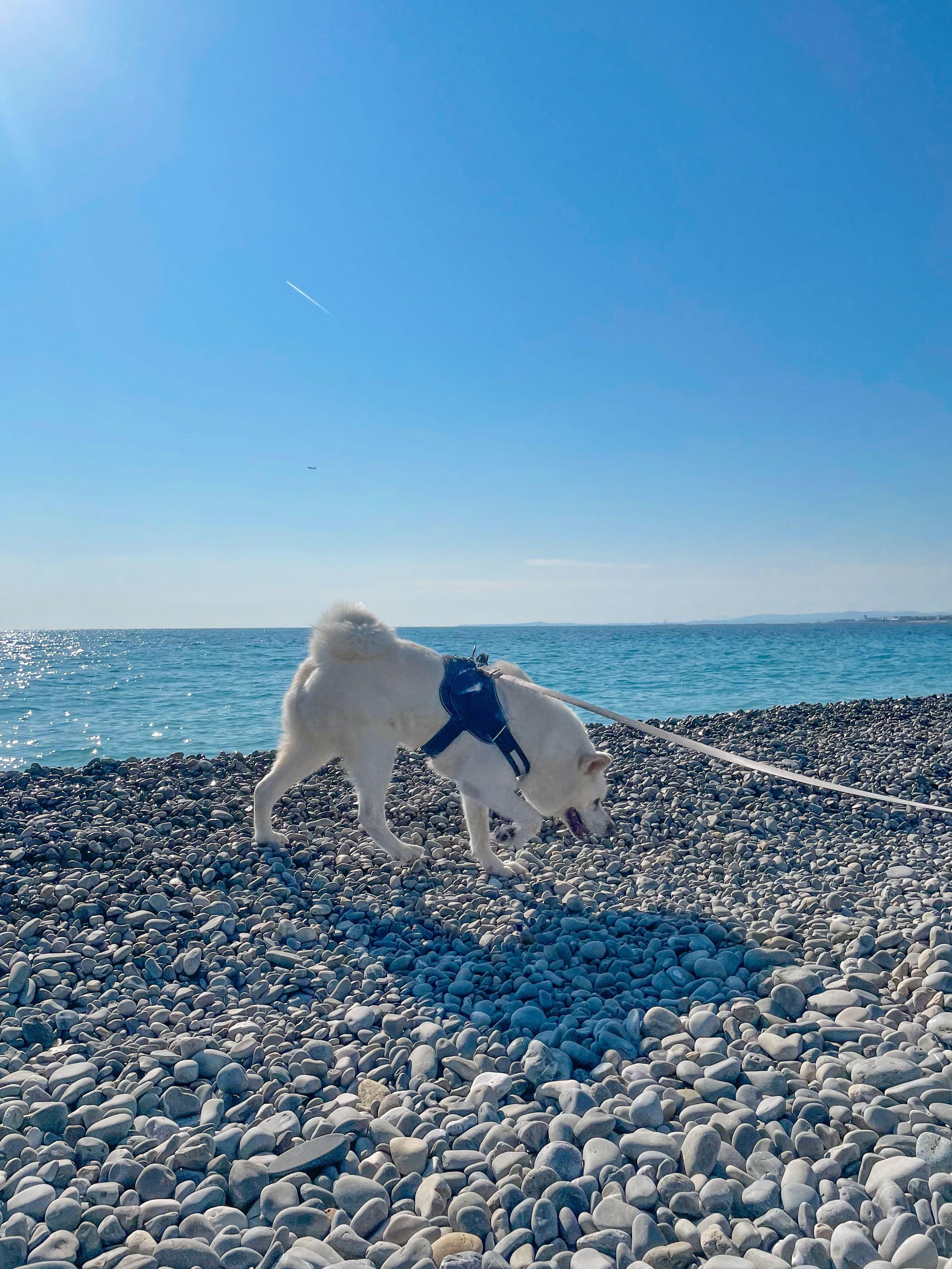 5 endroits où se balader avec son chien à Nice