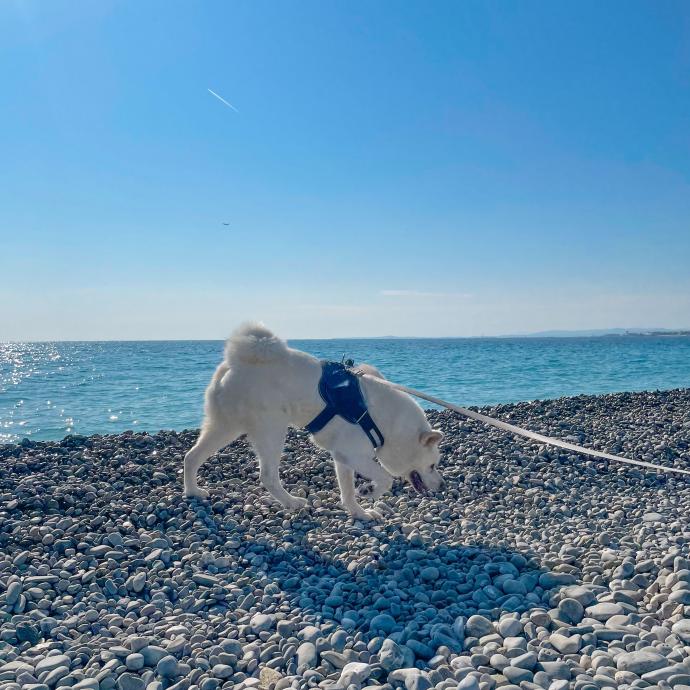 5 endroits où se balader avec son chien à Nice